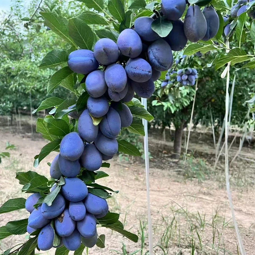 【蓝密4年苗】正宗蓝密西梅果树4年苗整颗包邮（带土球发货）