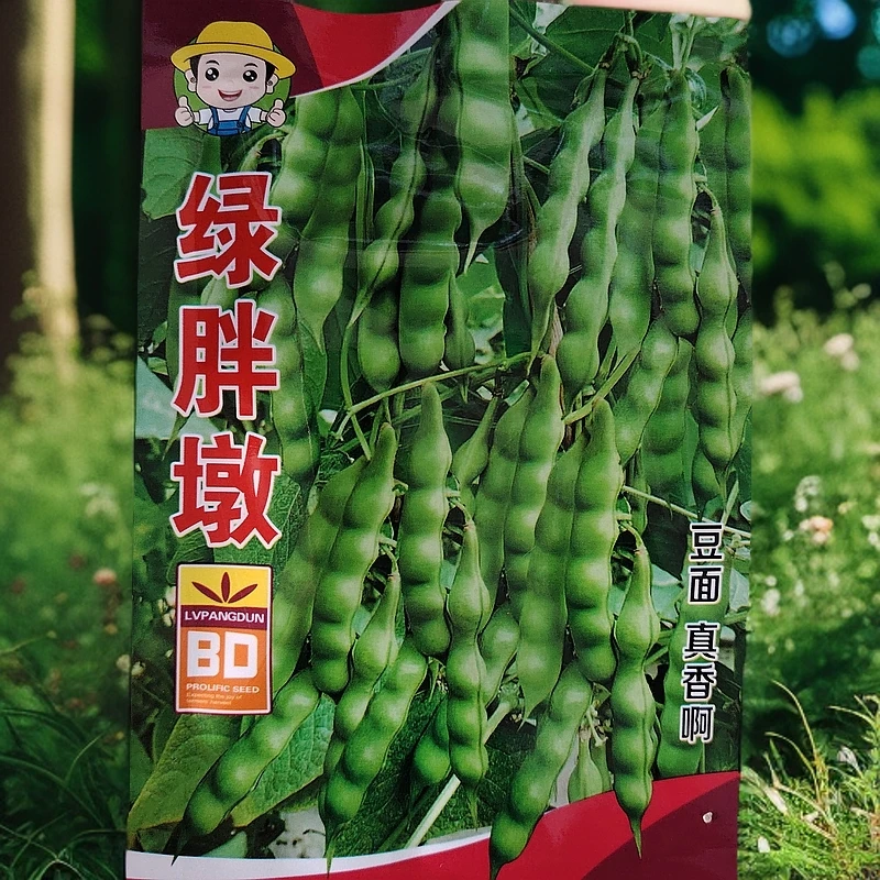 绿胖墩豆角籽50克左右