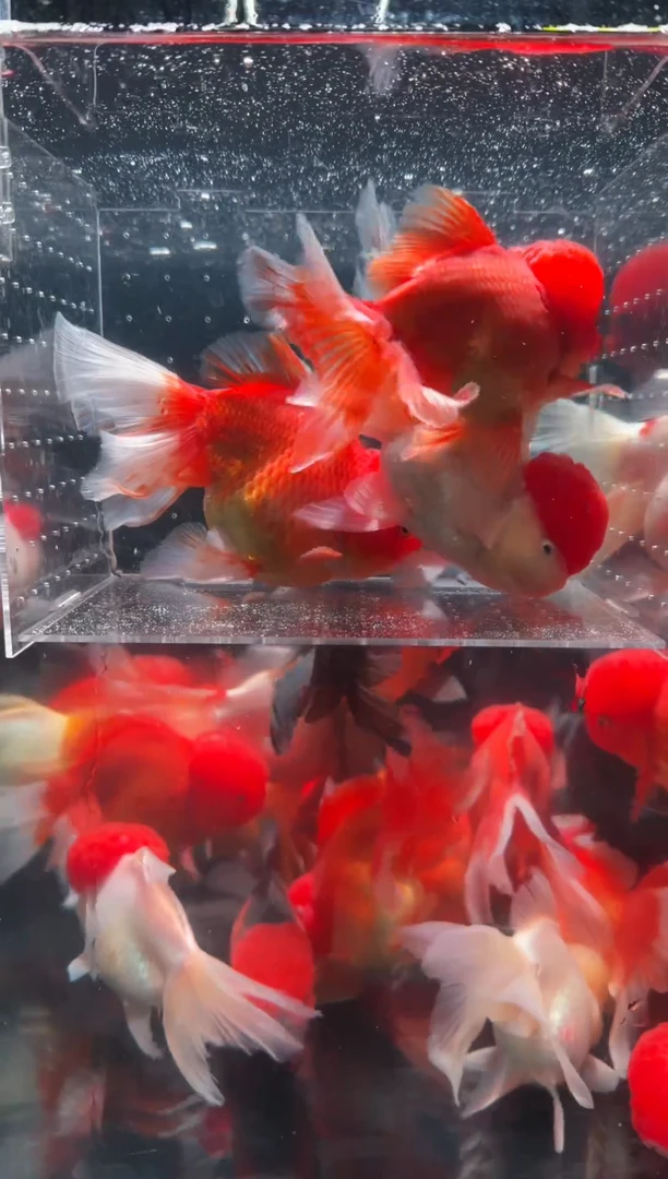 金鱼红狮2条鸿运当头1条{无开箱视频不售后}