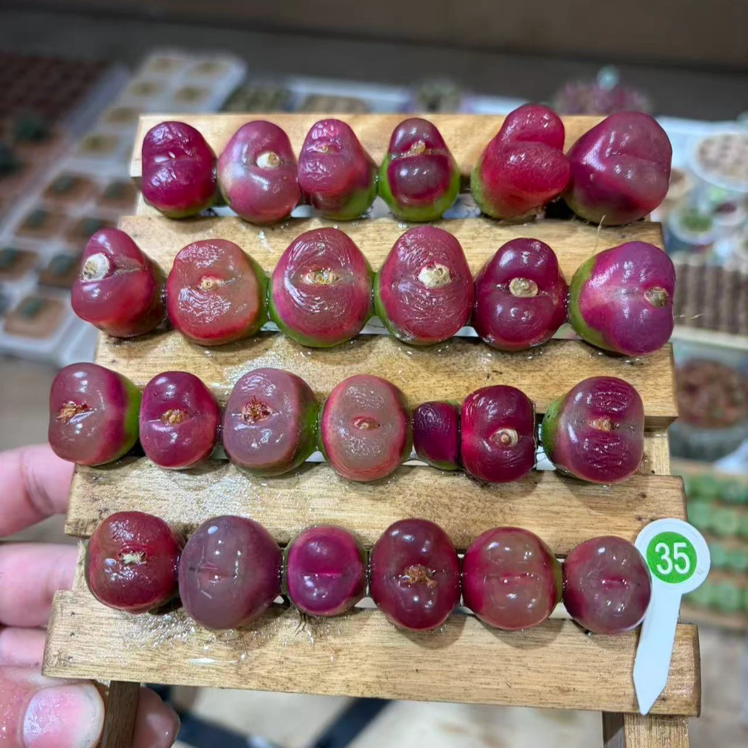 35多肉植物肉锥1430.48超毛一颗