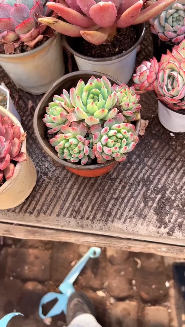 美***砖多肉植物一物一拍27332