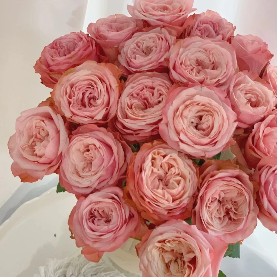 【卡哈拉】单头玫瑰 花期超长 复古奥斯汀甘肃玫瑰西北鲜花1单包邮