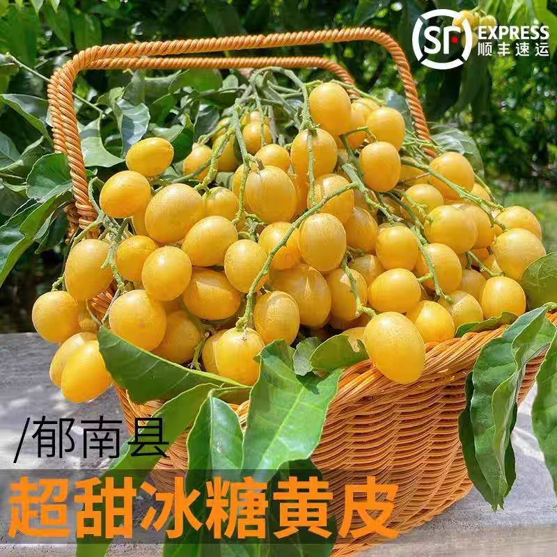 正宗冰糖黄皮果纯甜有籽黄皮正气孕妇果顺丰空运冷链果园直发