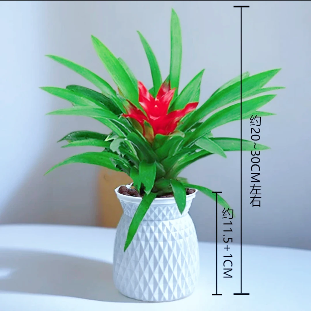 鸿运当头小红星盆栽凤梨水培花卉鲜花绿花植物水养开花共花喜庆2