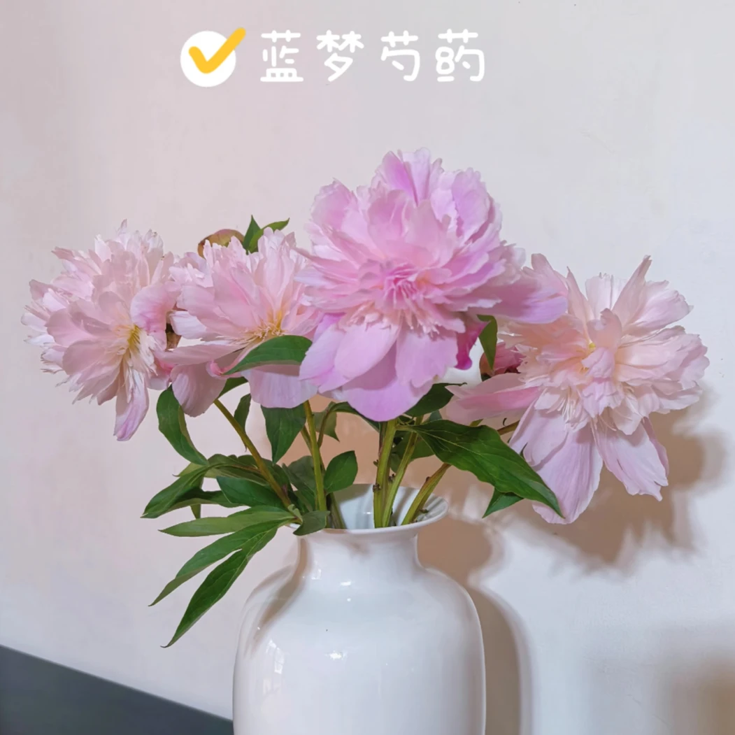 【花鲜达1】粉色重瓣芍药（蓝梦）10枝装芍药次日达家居养花插花生活鲜花全场两单包邮送货上门今天拍明天到基地