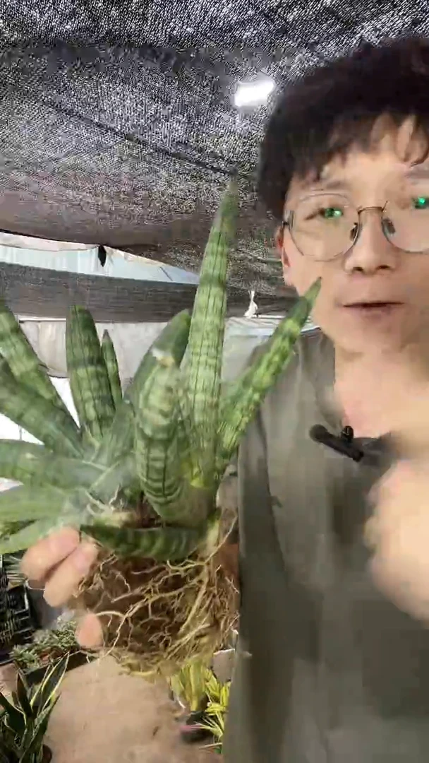 佛手兰带盆土带1仔 12.8