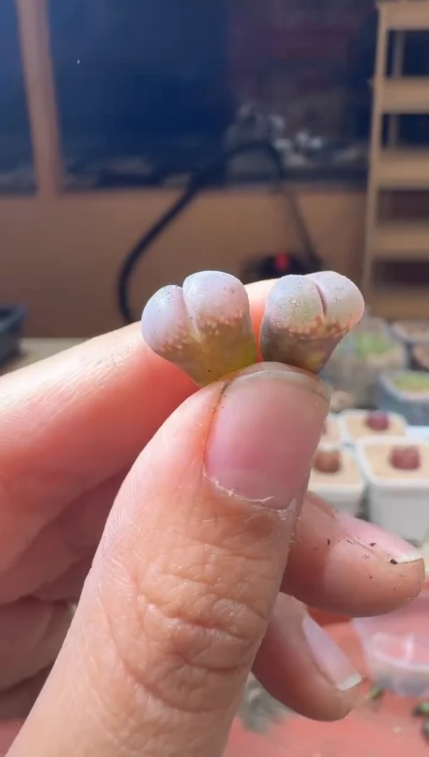 20-284多肉植物肉锥