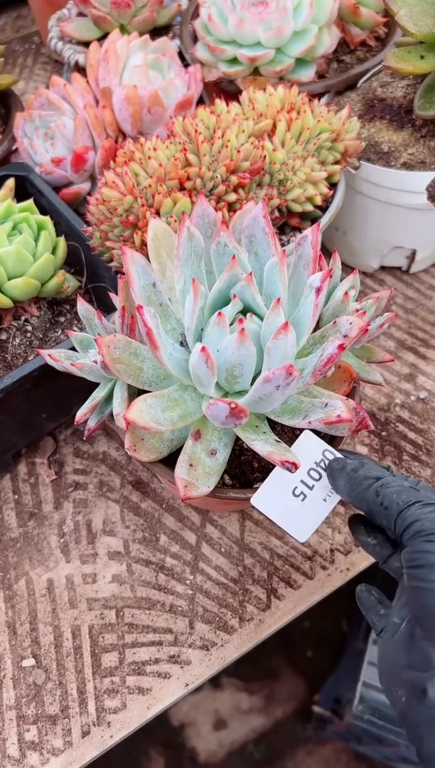 &****@多肉植物一物一拍04015