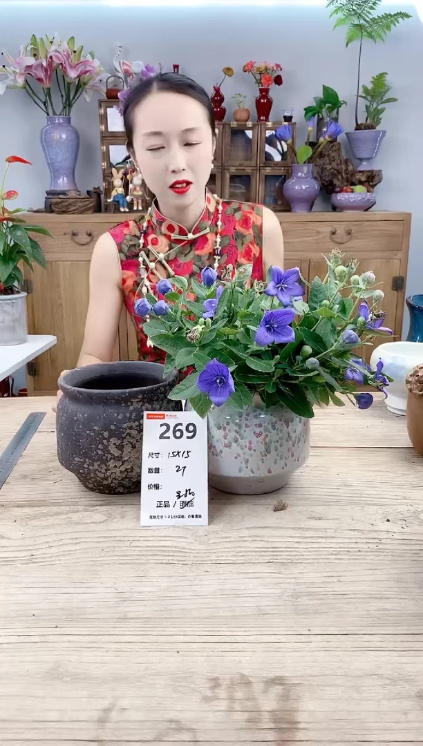 小玩子花盆直播号269
