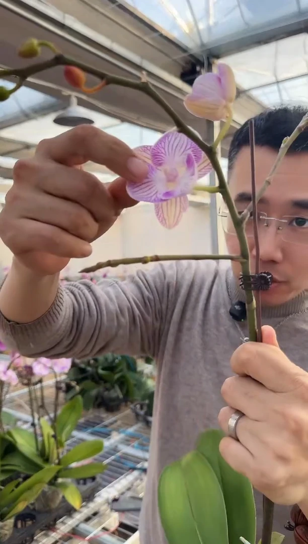 完全开放魔幻精灵1棵消苞不售后