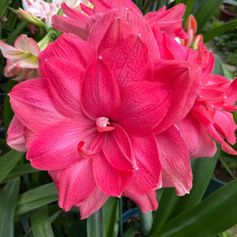 花莳花园 朱顶红裸球【糖果仙女】种球花园开花植物