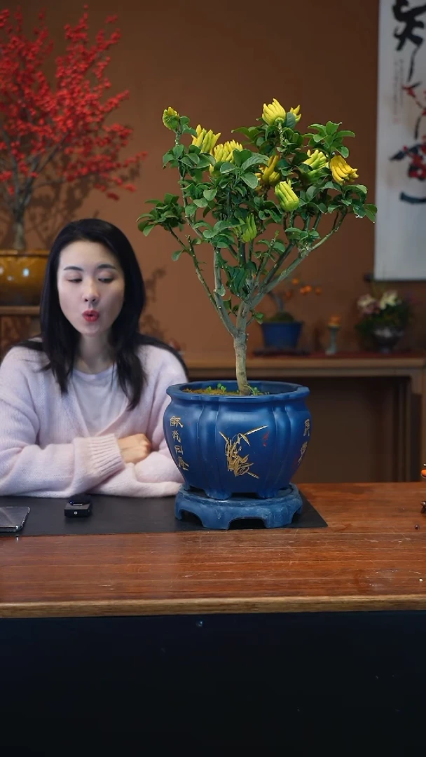 全部花朵佛手盆景盆景盆景