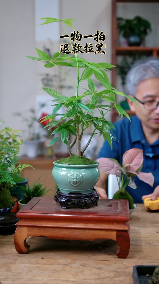完全开放一**你发财树973