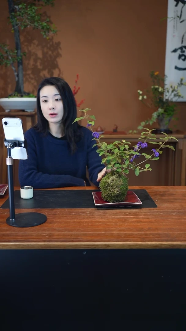 全部花朵紫珠盆景盆景盆景
