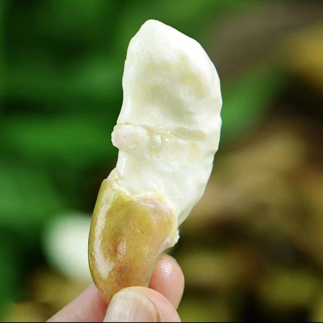 新鲜水果菱角嫩菱角现摘现发生吃清甜菱角果棱角3斤包邮