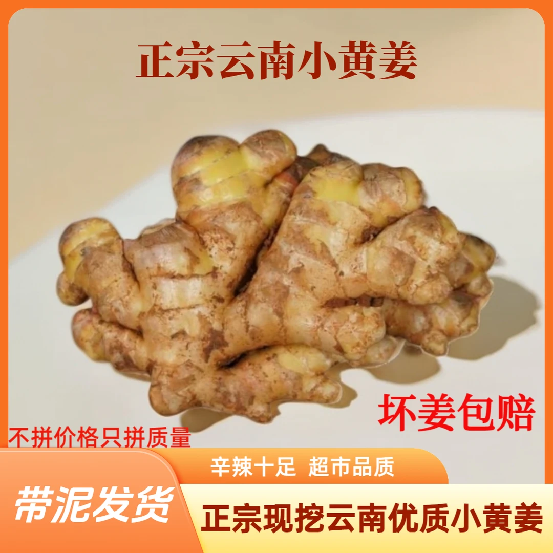 正宗云南小黄姜高山现挖新鲜生态小黄姜农家自种厨房必备调味佳品