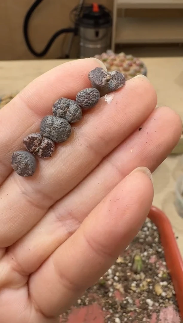 18-239多肉植物肉锥