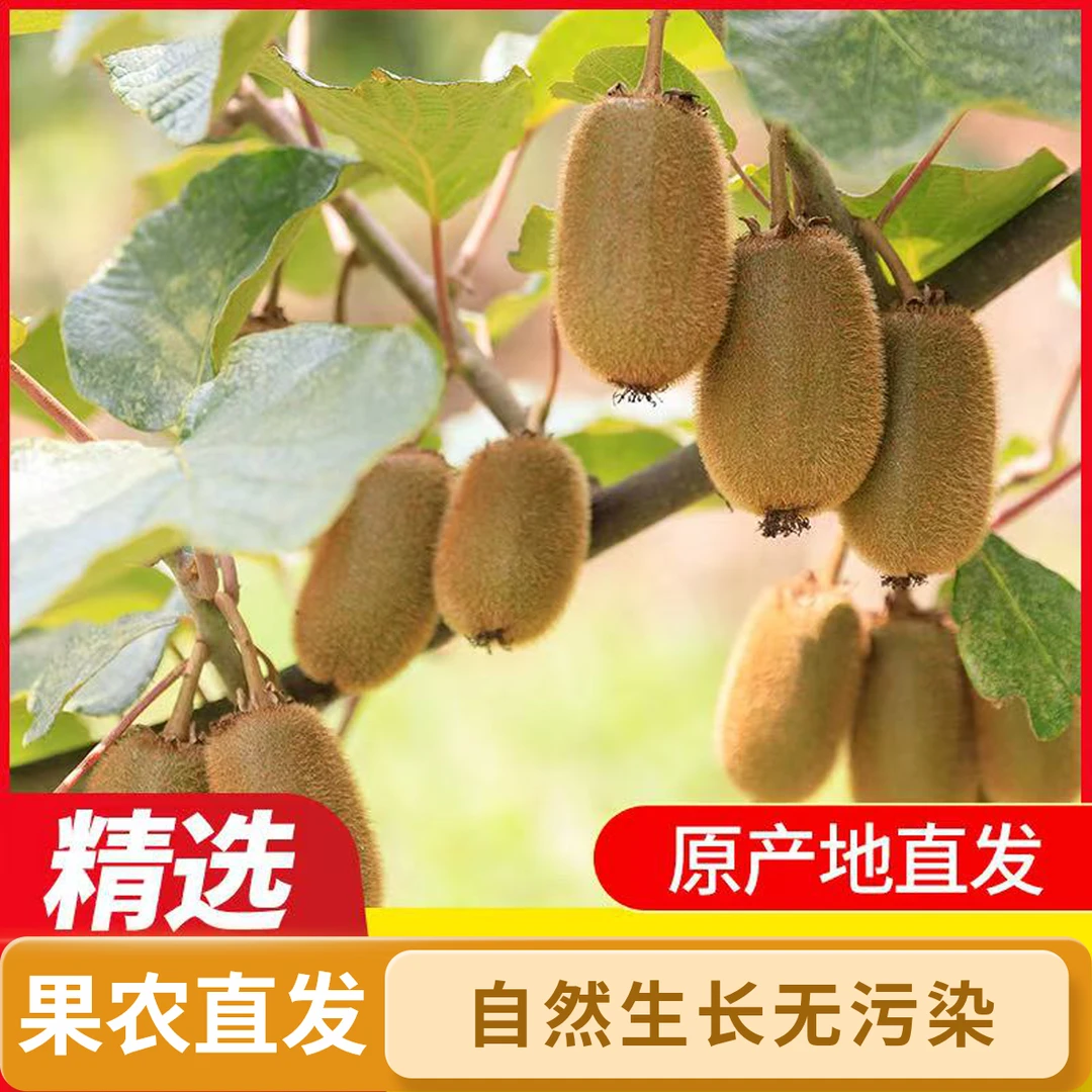 贵州修文贵长猕猴桃当季水果酸甜可口现摘现发