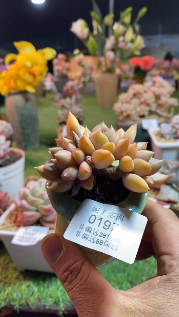 【闪购商品】0197红象牙