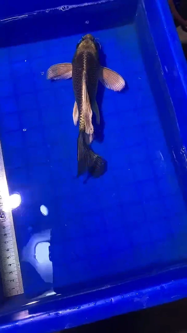 蝴蝶鲤鱼蝴蝶鲤直播选鱼专用链接 凭开箱视频售后