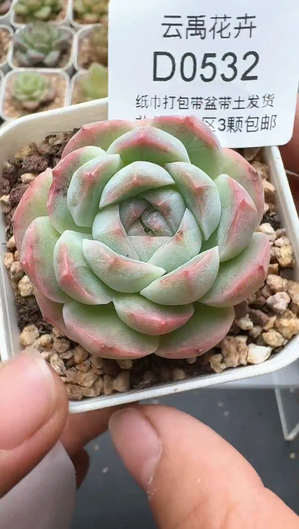 532D云禹多肉植物 带盆土纸巾打包 3颗包邮