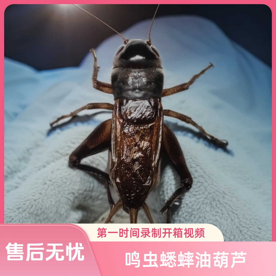 (歪门邪调）鸣虫蟋蟀油葫芦黑虫 直播专用链接