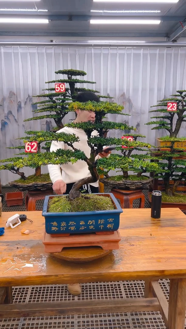 【闪购商品】紫砂精品盆景直播间一物一拍