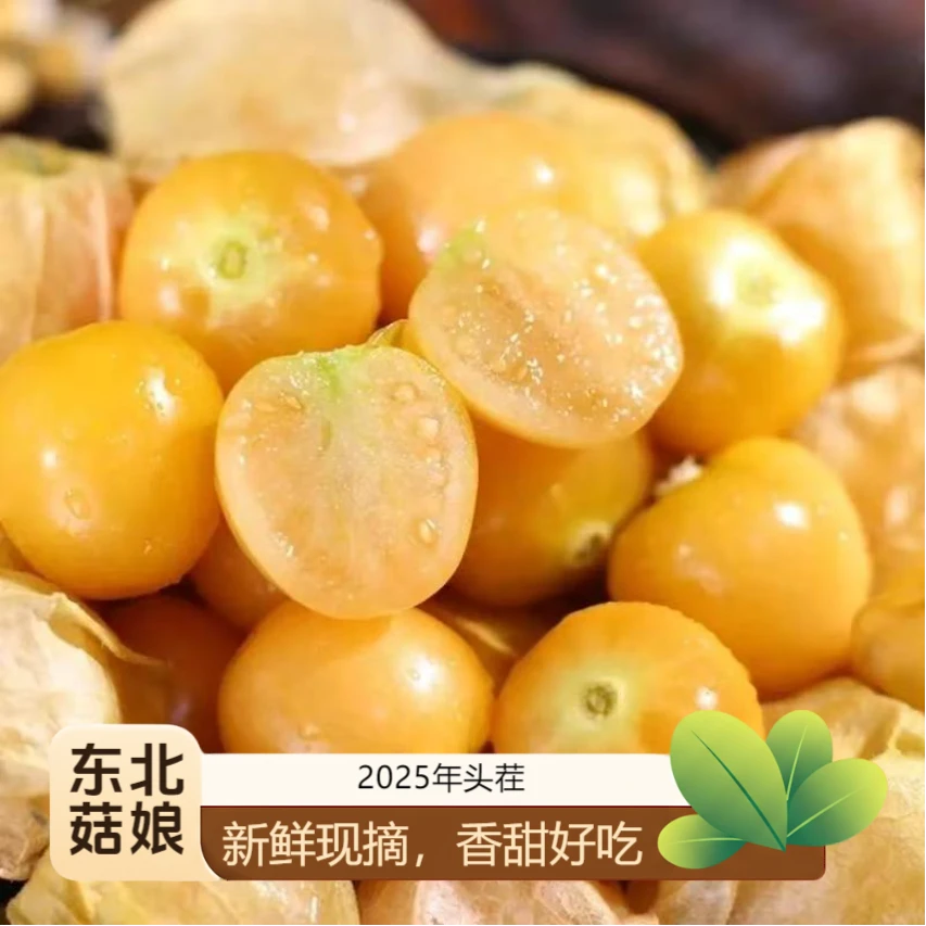 【纯甜】现摘东北菇娘果新鲜菇娘果精选灯笼果姑娘果黄金果菇娘果