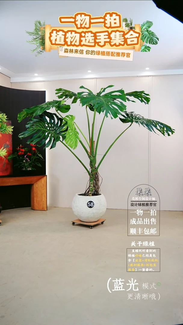 无花朵啊*哈大老桩龟背竹连盆种好栽好一整套送货上门