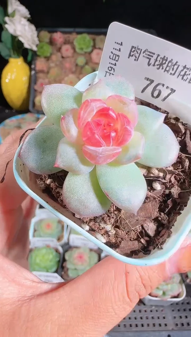 1116-767寒酥群生不包整