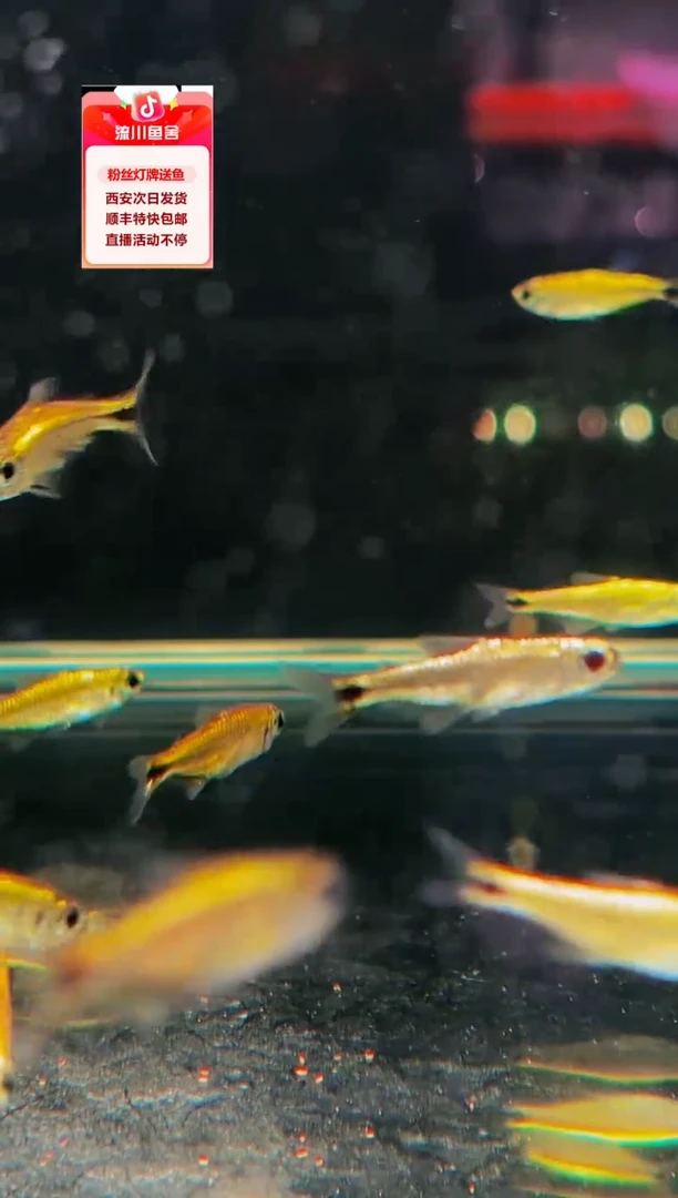 海水鱼老****面白金赫拉国王