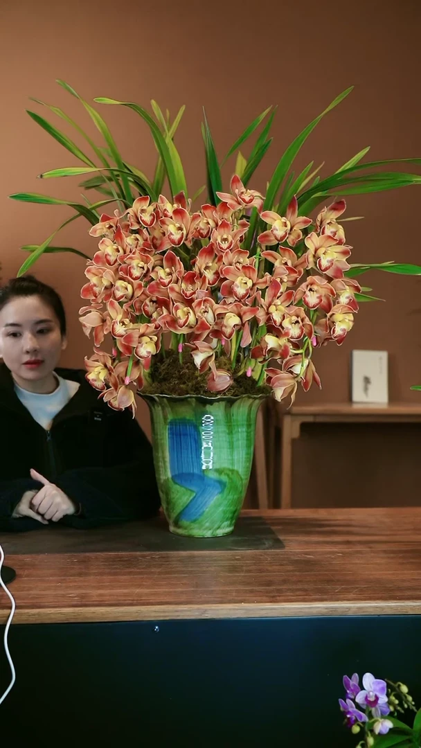 【闪购商品】盆景麒麟拱兰 绿