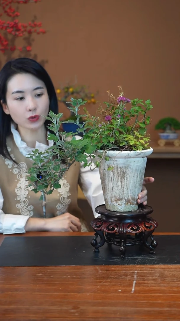全部花朵山野草盆景盆景盆景