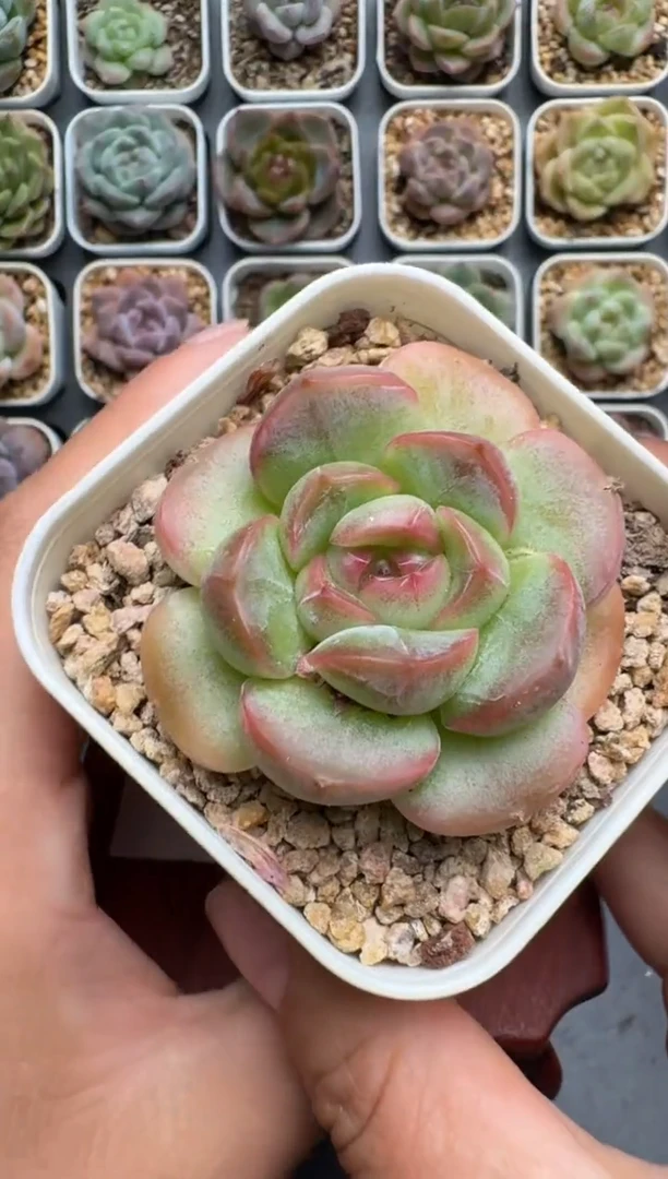 516N当天拍3颗包柚 带盆土发纸巾打包 云禹花卉 珍妮多肉植物