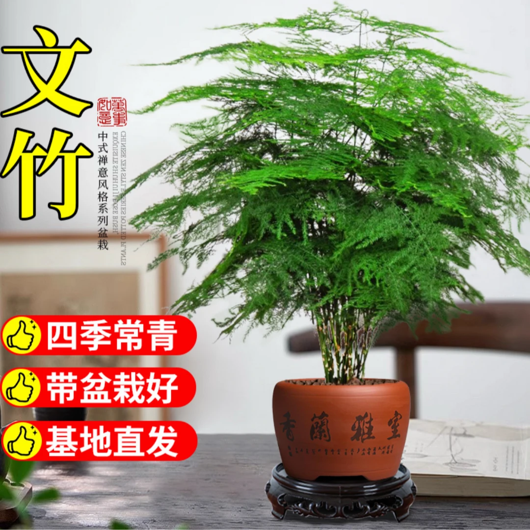 精选【大文竹】室内客厅水培文松云竹四季常青盆栽绿植花卉盆景植物