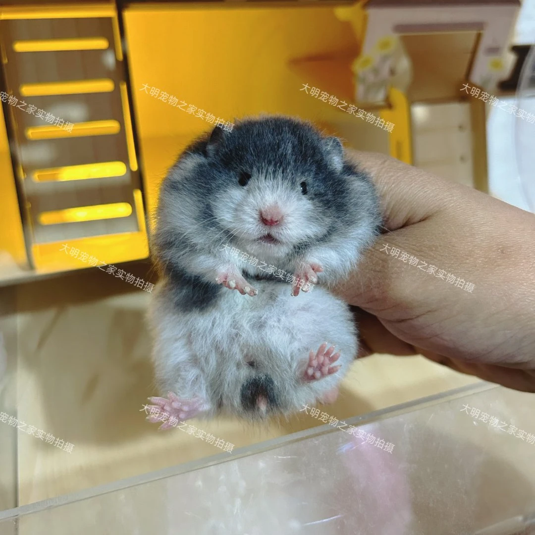 家养长毛金丝熊仓鼠可爱健康直毛卷毛波利纹包活包风险藤盒运输