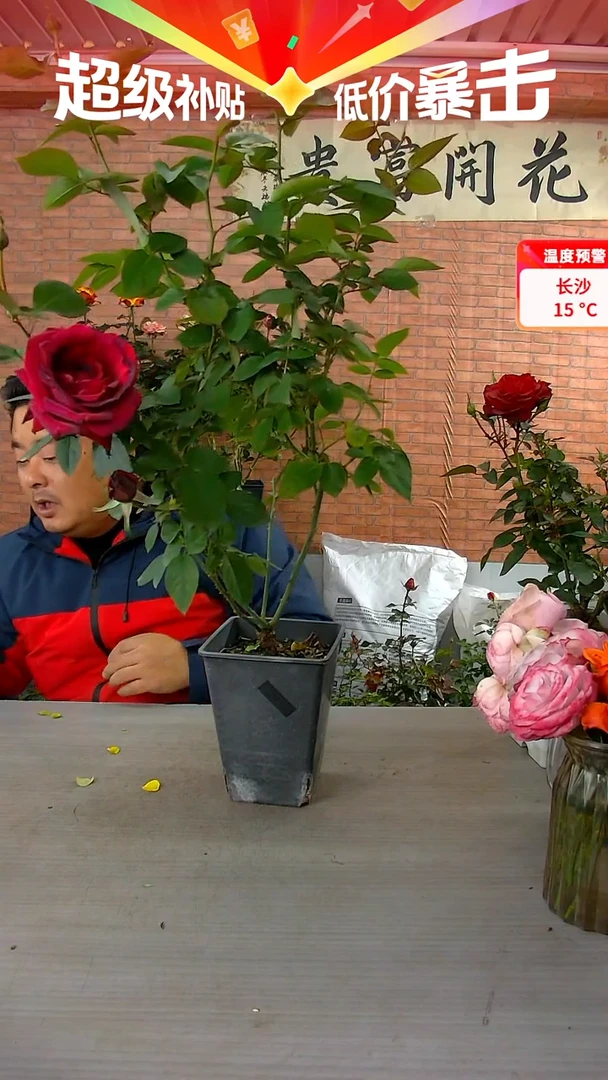 当前无花朵，栽培后可花朵红丘