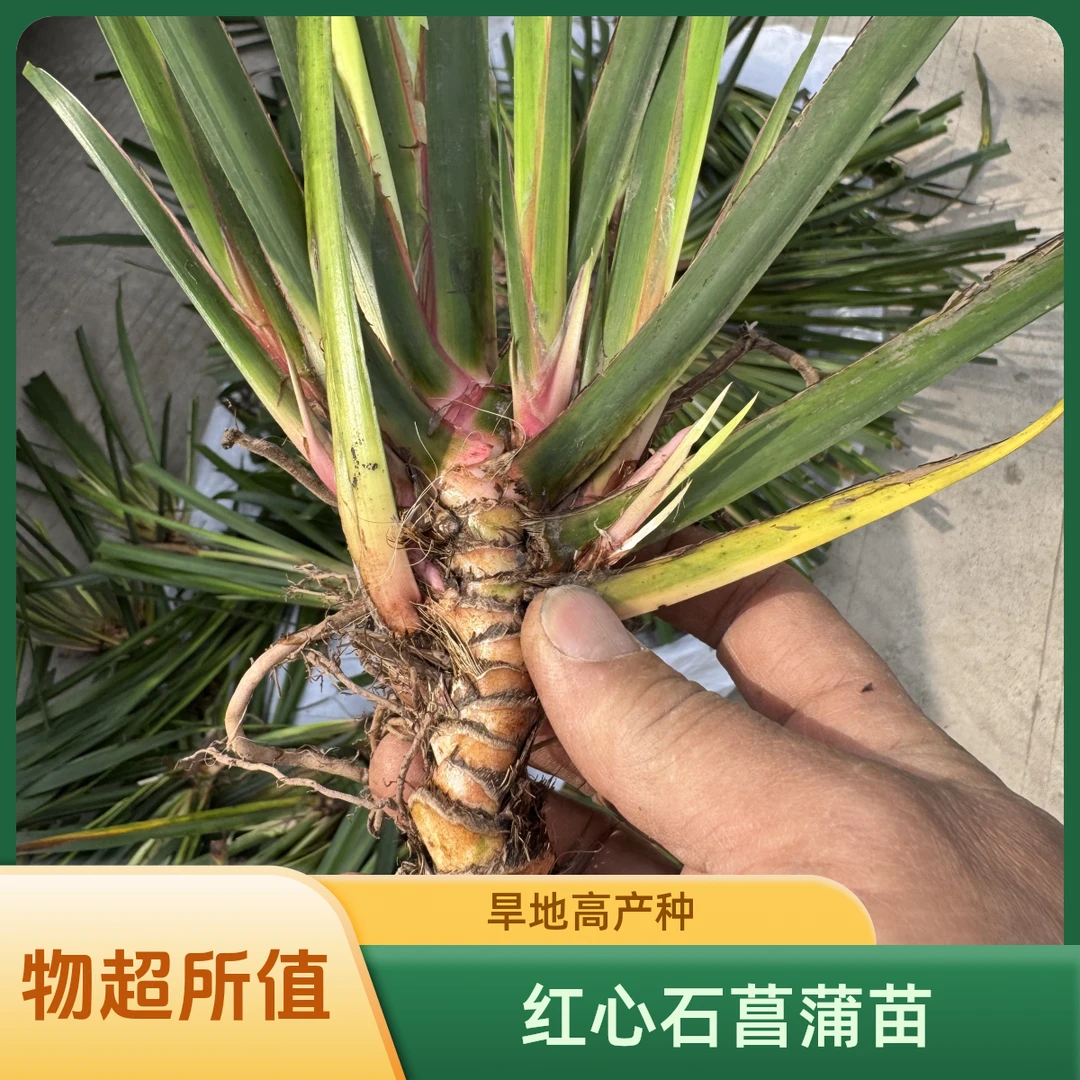 旱地培育大宽叶红心石菖蒲种苗四川高产大叶石菖蒲种苗中药材种苗