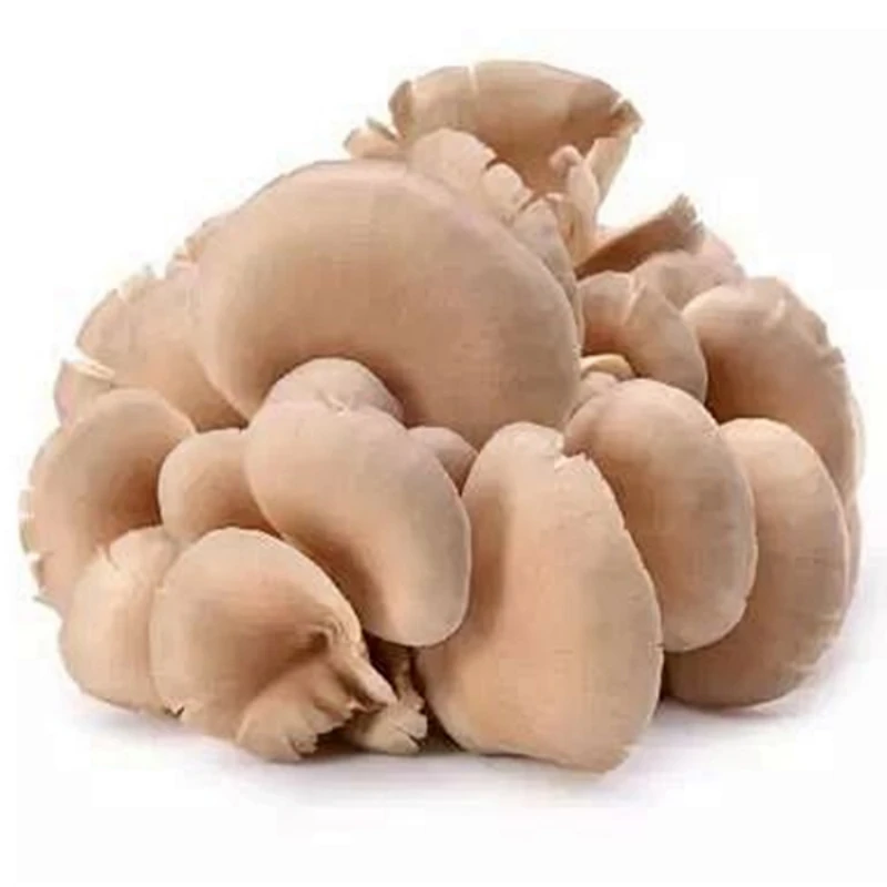 新鲜平菇1盒 约500g/份