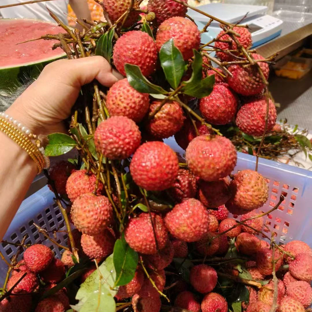 桂味荔枝13.8/斤毛荔枝中国福建荔枝福建省