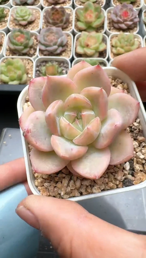 164C云禹多肉植物 带盆土纸巾打包 3颗包邮