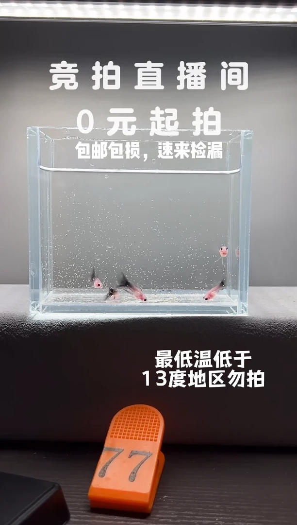 孔雀鱼超透5只编号77