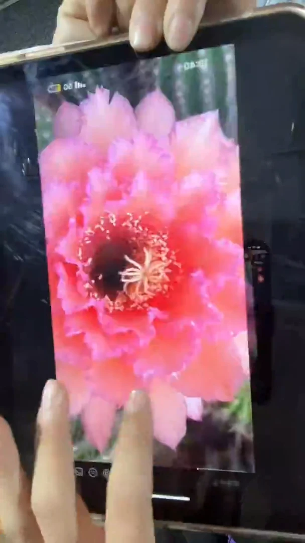 毛花柱开花品种清清46两色花