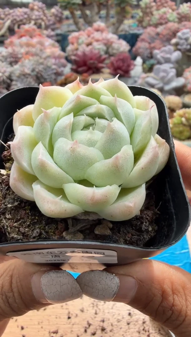 东云多肉园二店-273