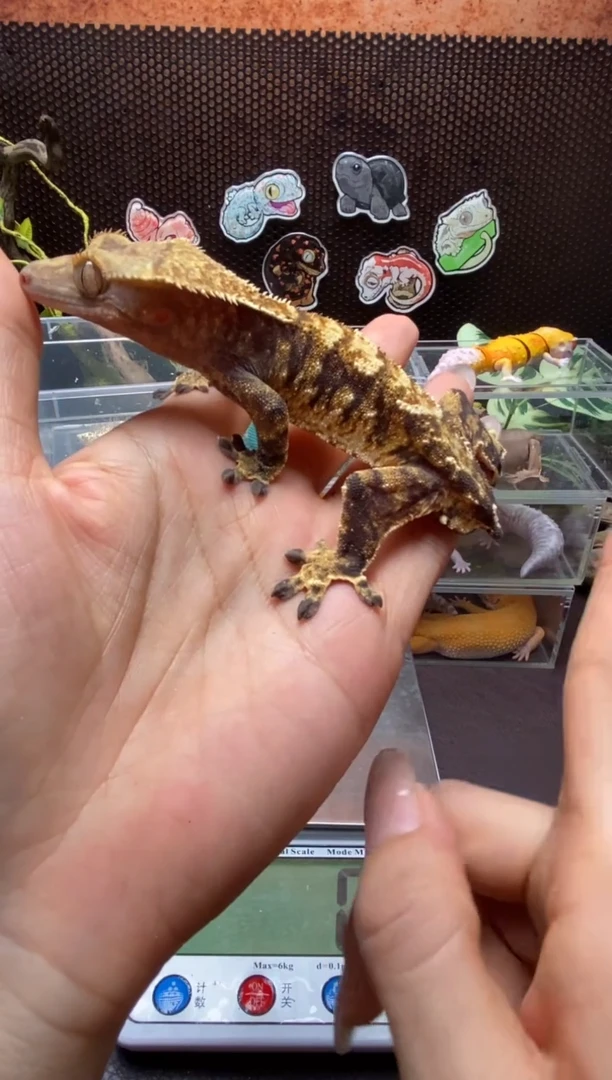 睫角守宫鳞与尾 Scale Tail 爬宠J4