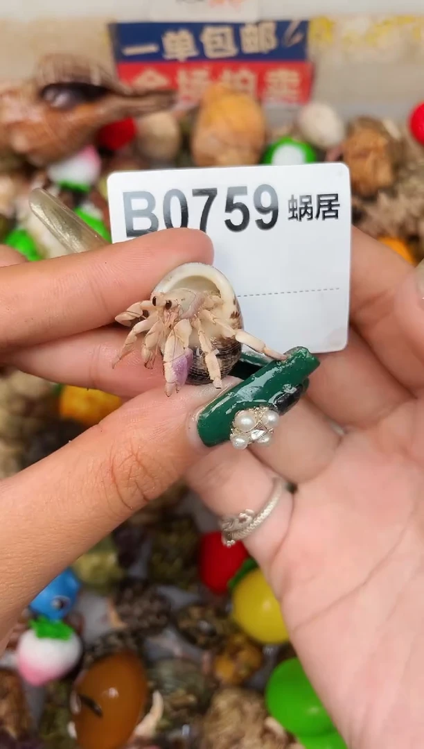 陌派甄选寄居蟹0759