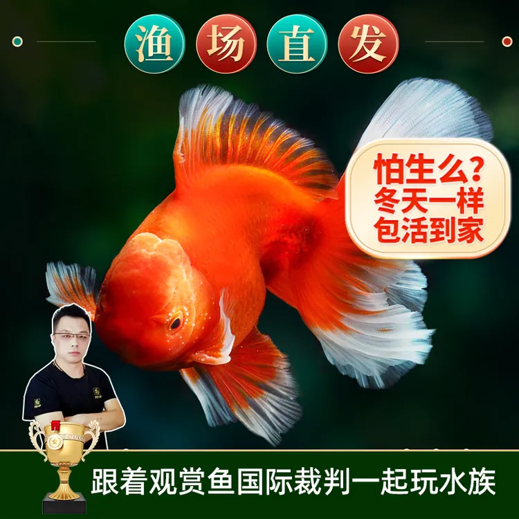 冷水鱼小型淡水鱼活鱼水族兰寿金鱼观赏鱼冷水鹦鹉鱼顶红鎏金包邮
