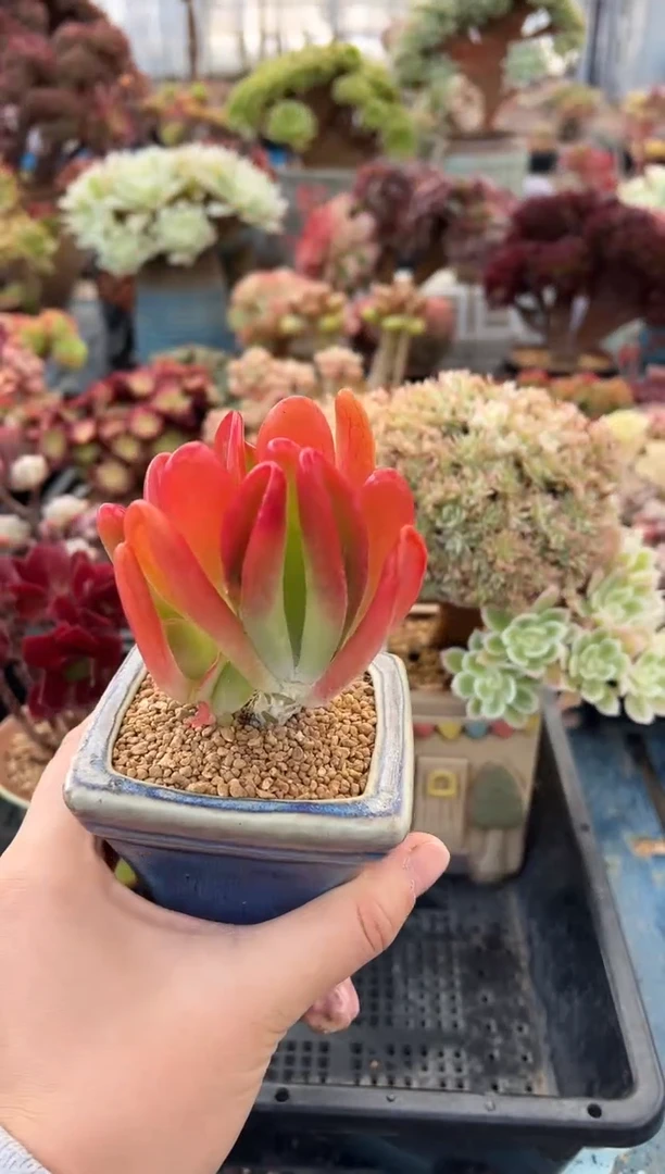 ?*子569              不带盆