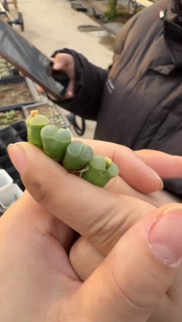 【闪购商品】6-77.