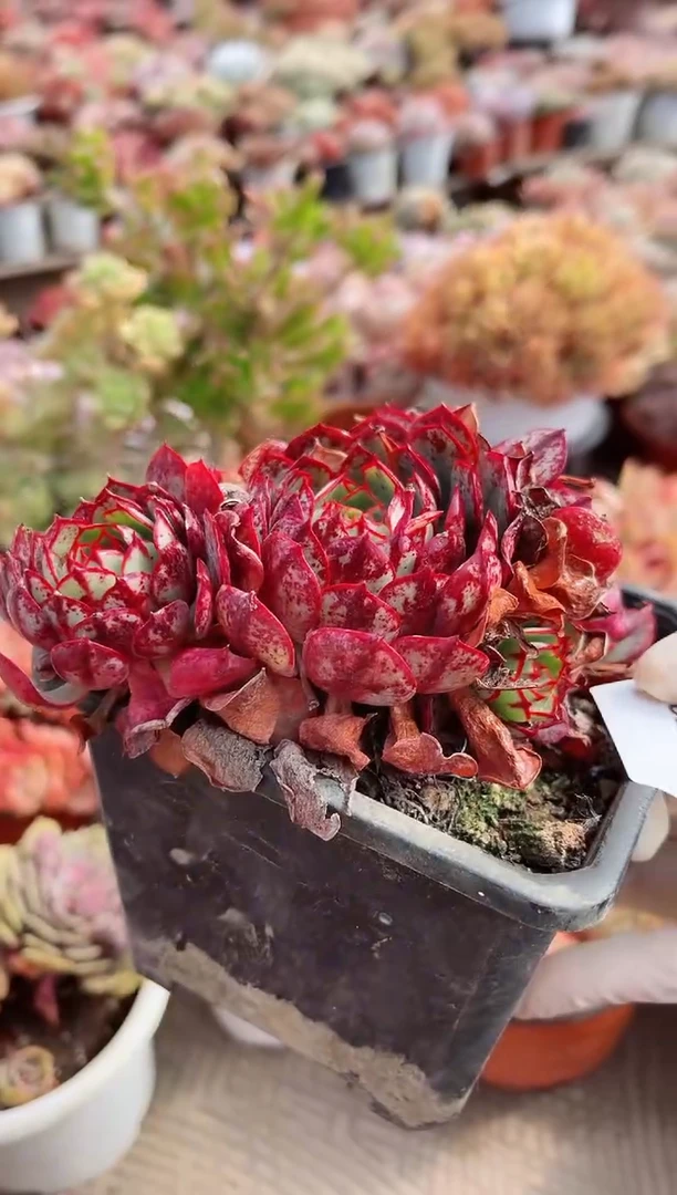 【闪购商品】08226